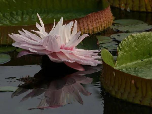 分享圖片，猶如曇花一現的王蓮開花，各種顏色，各種姿態大全