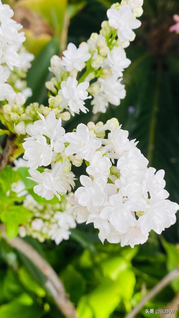 正月裡賞花過大年 正月裡賞花過大年