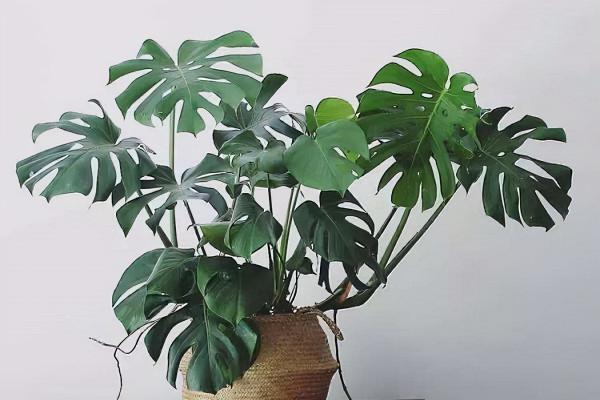 秋天給龜背竹換個大盆,注意3個重點,緩苗快,不黃葉不爛根 秋天給龜背竹換個大盆,注意3個重點,緩苗快,不黃葉不爛根