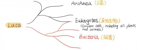 研究一下萬物起源(六) 研究一下萬物起源(六)
