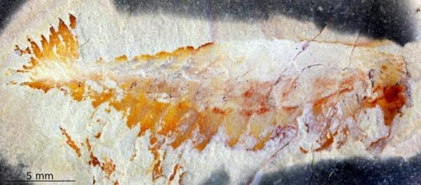 研究人員確認有史以來發現的第二種Opabiniid