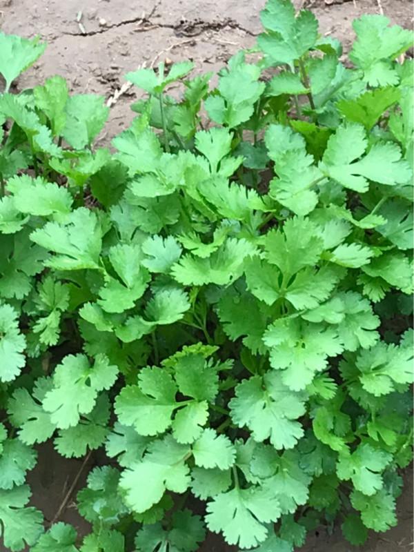 蔬菜頭別扔，種土裡乎乎長小苗，半個月就能吃