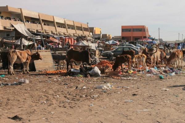 漫步茅利塔尼亞市場,感受非洲的輝煌 漫步茅利塔尼亞市場,感受非洲的輝煌