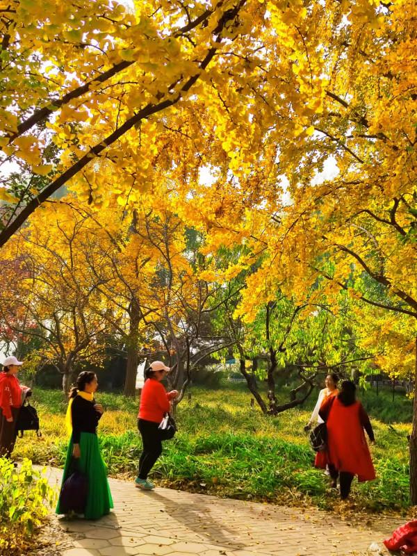 北京玉淵潭公園：如詩如畫的秋日美景