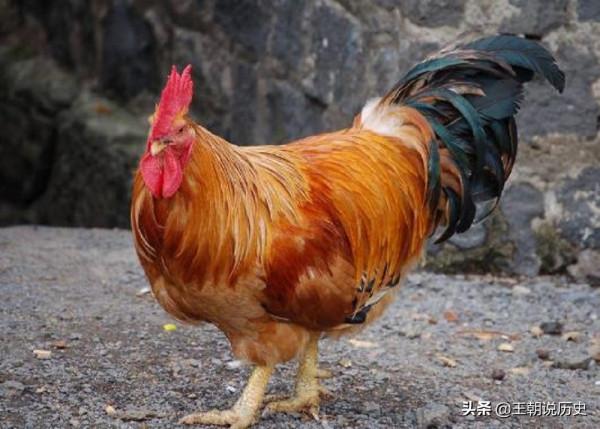 民間故事：女子賣缸，全家死光！三年後，一隻雞揭開這樁驚天冤案