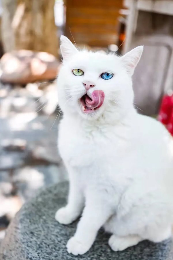 我 · 美食博主 · 觀復煎蛋