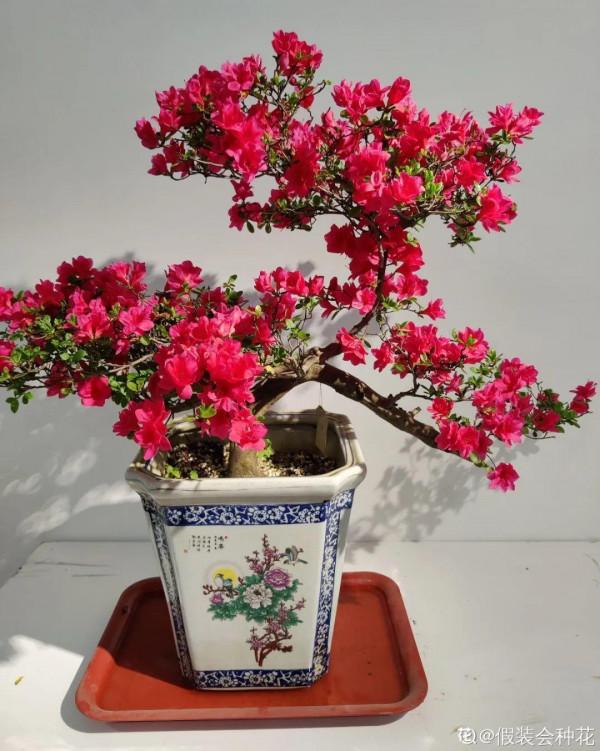 66萬一盆花，是有價無市，還是貨真價實？