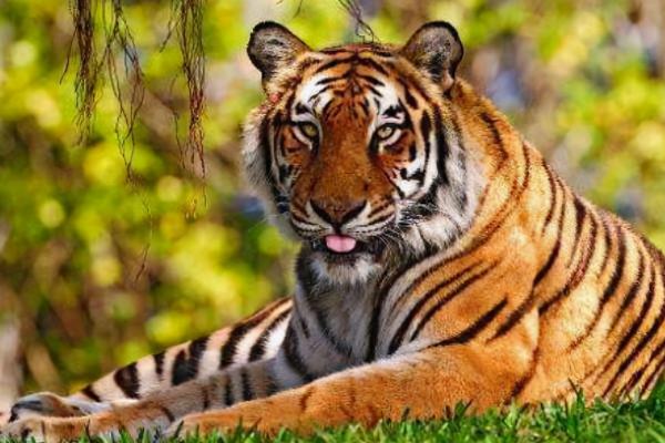 人類為什麼要讓動物回交,回交有什麼好處嗎? 人類為什麼要讓動物回交,回交有什麼好處嗎?