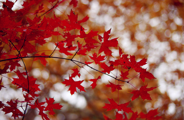 誰言霜葉不如花，​十二首有關霜葉的詩詞，看霜葉，悟人生