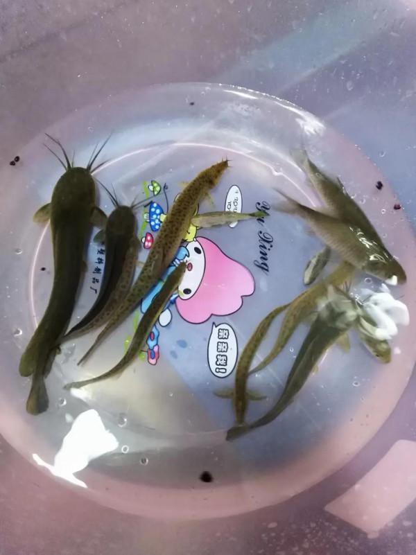 鱷魚龜三年長到20斤 鱷魚龜三年長到20斤