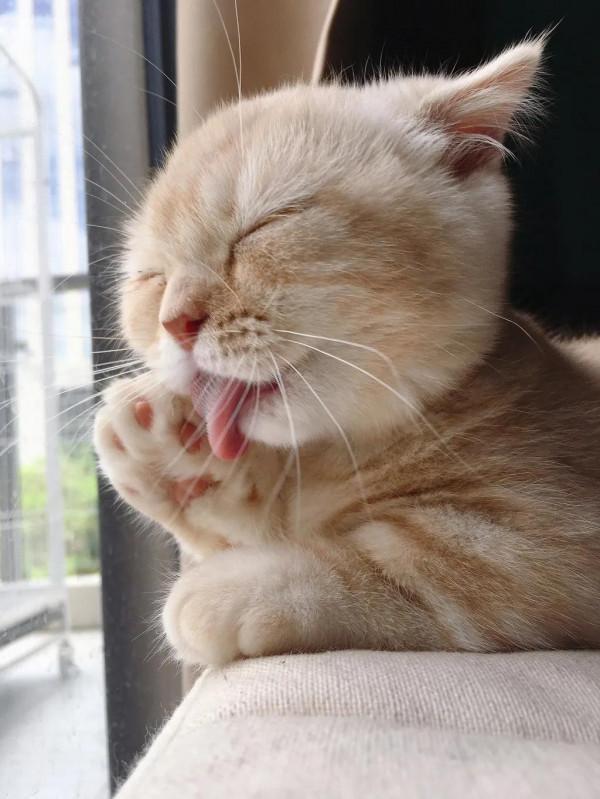 60多張有趣且可愛的貓看了讓人心情愉快