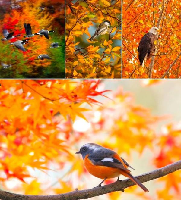 兒童畫教程｜秋季趣味線描課程《熱鬧的森林》