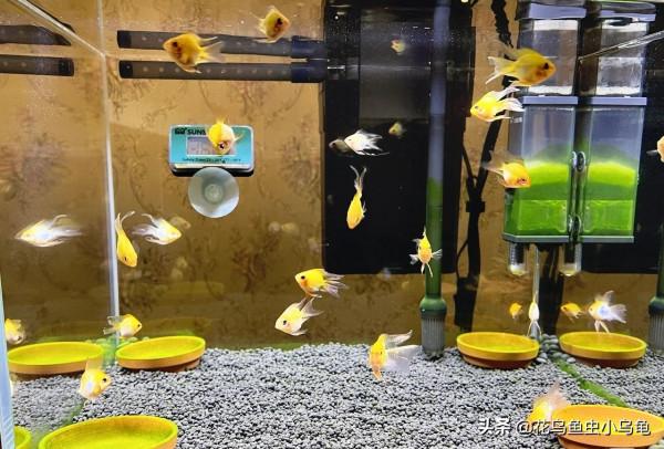 金波子怎麼養?超級可愛的小魚你值得擁有 金波子怎麼養?超級可愛的小魚你值得擁有