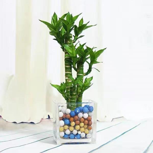 老話說“客廳養三竹，平安又富足”，不是迷信，是有科學依據的