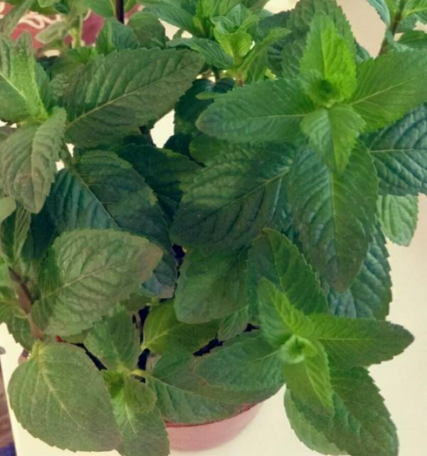 睡覺翻來覆去不安穩，擺一些“助睡植物”，身體狀態越來越好