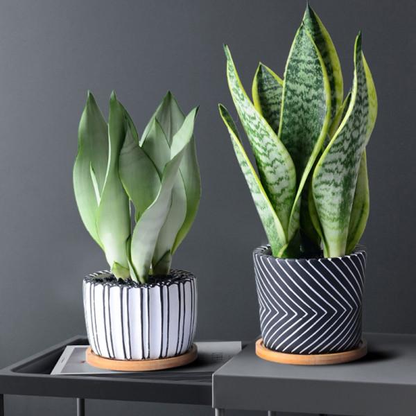 4種花是“養人花”！能吸廢氣造氧氣！室內室外都能養