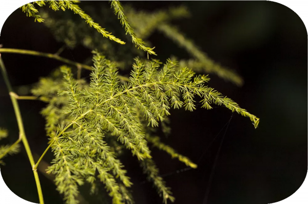 2塊錢，奪走了我家貓的命