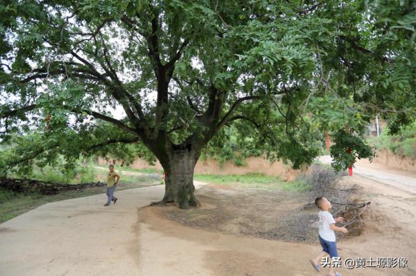 孫子回農村老家過暑假，家裡的雞見了他都害怕，看他都幹了些啥