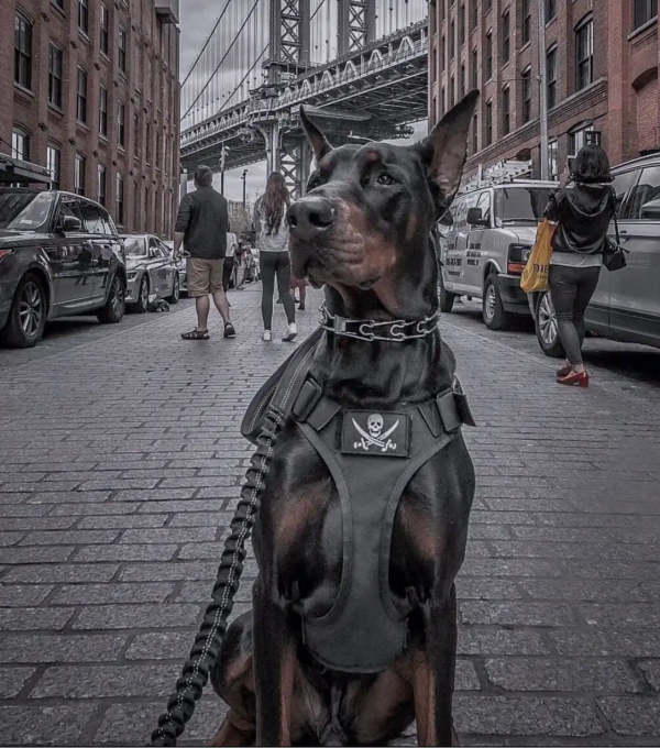 犬界“公務員”,警犬到底有多“颯”,哪一款是你的最愛? 犬界“公務員”,警犬到底有多“颯”,哪一款是你的最愛?