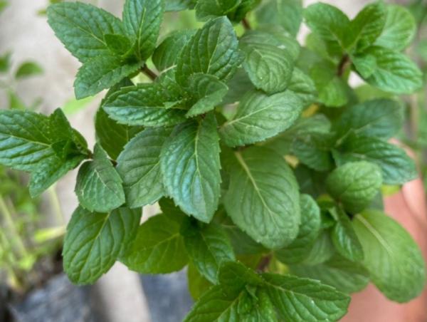 這3種常見植物最懂得“感恩”，人養著它，它則守護著主人的健康