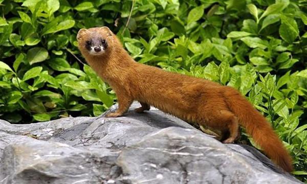 真相原來如此：揭秘農村“五家仙”最為真實的一面，以及由來