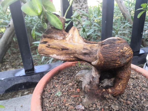 養花記（十一）