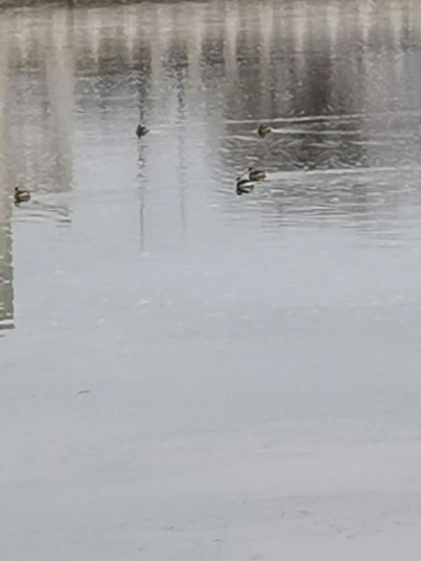 ＜散步新鳳河＞