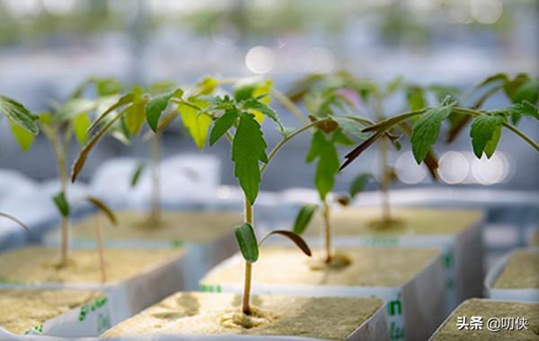 基因編輯番茄真來了，去日本旅遊的小夥伴一定要仔細看