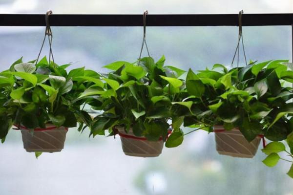 秋季要給花換盆？做好6個關鍵操作，澆水多點也不容易爛根