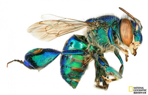 盤點2021年最佳動物照片 盤點2021年最佳動物照片