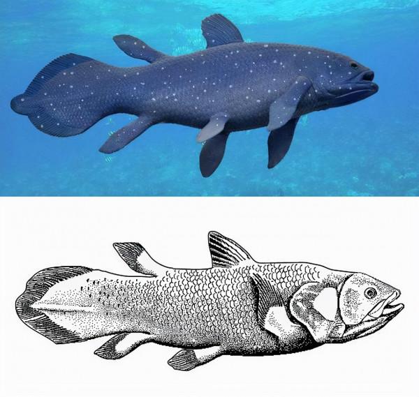 鯨魚沒有手，為什麼長著人手一樣的骨骼？這得從鯨魚的進化史說起