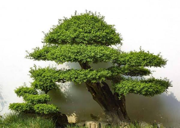 為什麼不建議在院子裡種整形植物