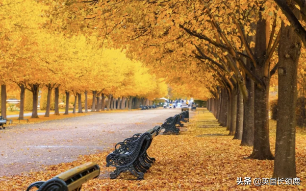 你還記得深秋英國的樣子嗎?若你還在,與你共享 你還記得深秋英國的樣子嗎?若你還在,與你共享