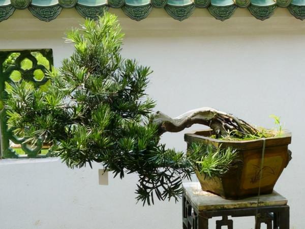 能養成老樁的“7種花”,吉祥大氣“生長年限長”,越養越喜歡 能養成老樁的“7種花”,吉祥大氣“生長年限長”,越養越喜歡