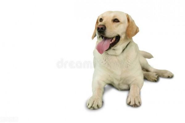 害怕打雷、放鞭炮!認識狗狗聲響恐懼5方法能幫它:給安全基地 害怕打雷、放鞭炮!認識狗狗聲響恐懼5方法能幫它:給安全基地