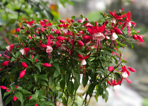 5種漂亮花，年年買，年年養不活？教你養護訣竅，來年照樣開花