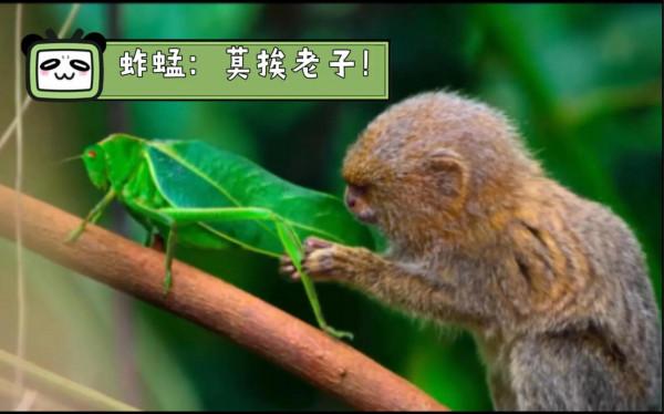 世界上最小的靈長類動物,體長僅14-16釐米 世界上最小的靈長類動物,體長僅14-16釐米