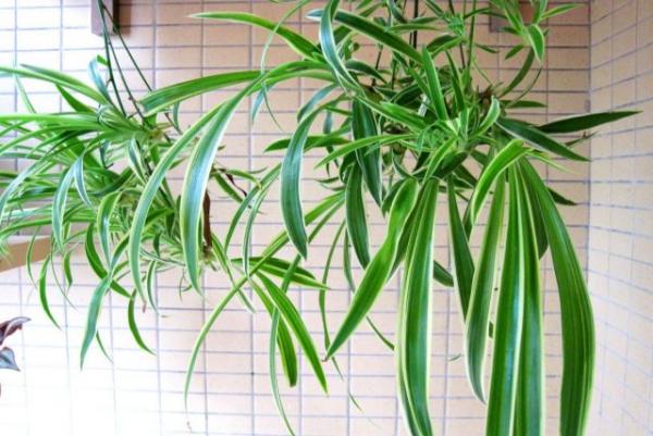 新房除甲醛，不要交智商稅了，內行人都在用