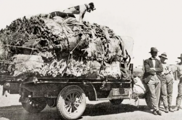 考拉快滅絕了？澳洲野外考拉三年狂少30%，只剩3萬多隻了