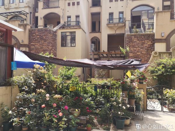 室內明明很涼快,怎麼植物還枯萎?做好室內養護,植物安穩過夏天 室內明明很涼快,怎麼植物還枯萎?做好室內養護,植物安穩過夏天