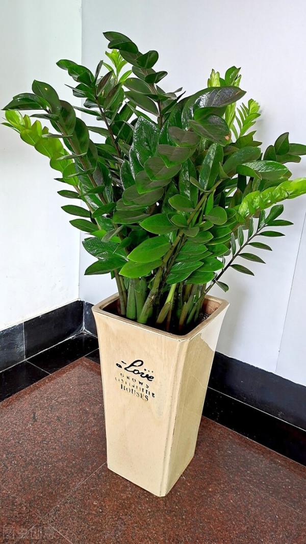 容易被“誤殺”的7種花，汲取教訓，才能養好