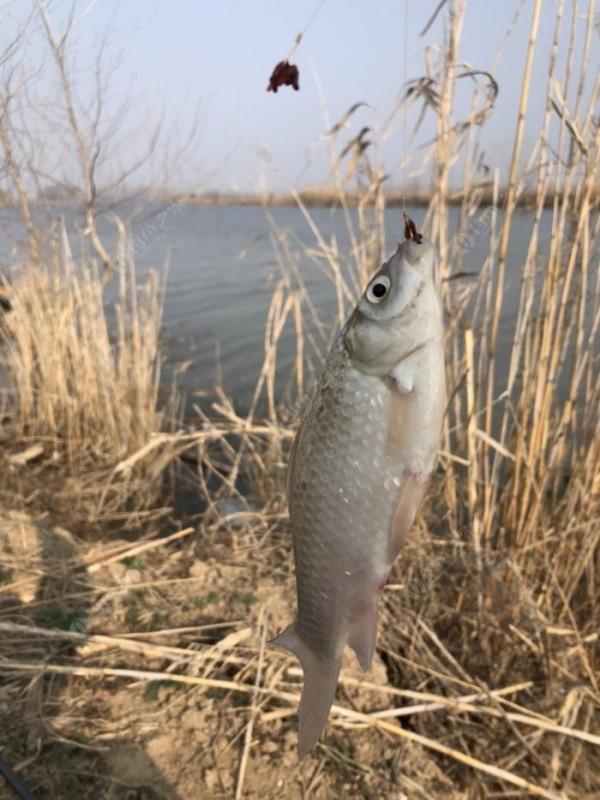 2022垂釣日誌之1，成子湖支流這河魚怎麼這麼瘋
