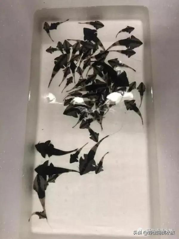 每天認識一種南美魚｜（72）陰陽直升機