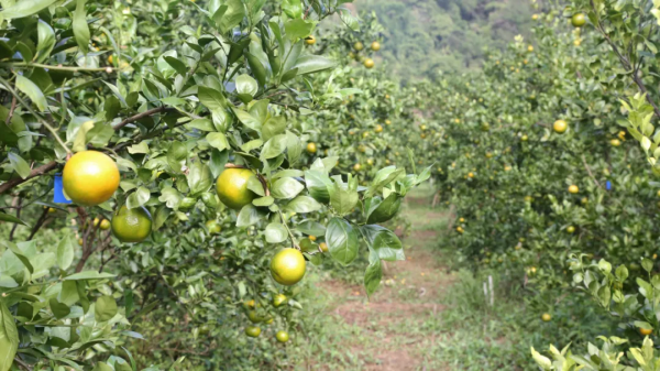 德慶四個貢柑認養基地現場直播果樹生長情況 保障認養者消費權益