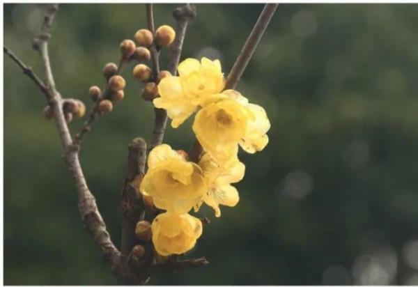 簡簡單單來認識植物之迷人的花朵 簡簡單單來認識植物之迷人的花朵