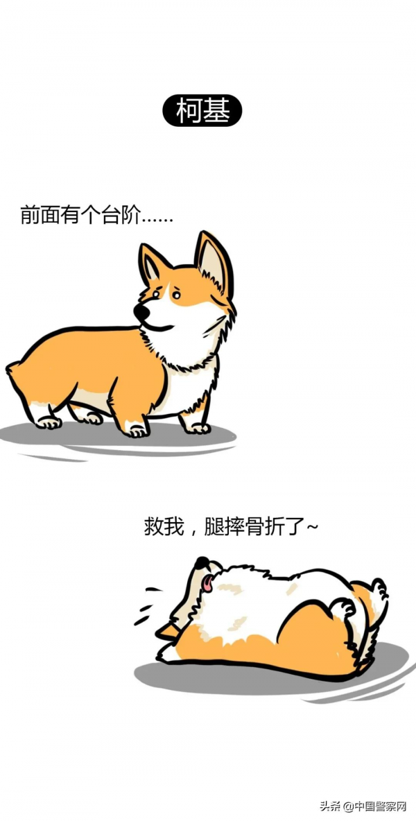 為什麼這些狗狗不能當警犬？