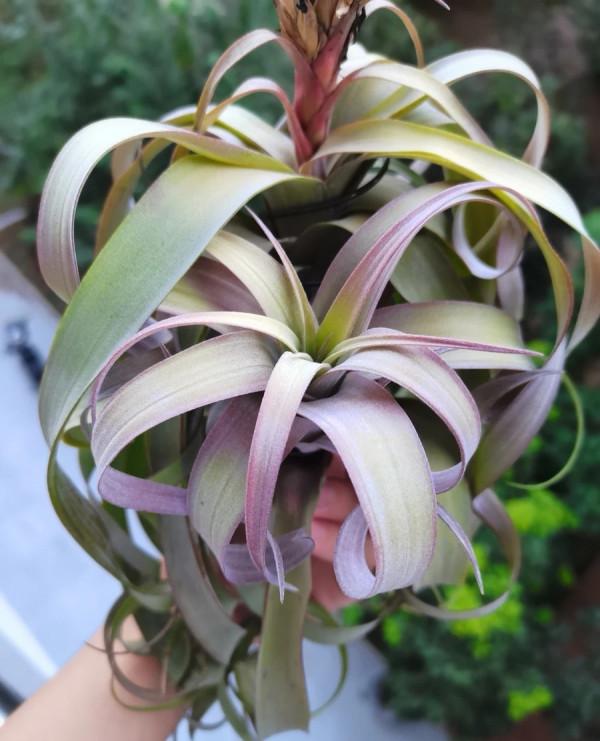 多肉植物的花語心願 多肉植物的花語心願