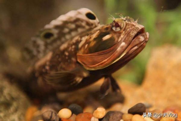 海洋中最奇特的生物之一——“大嘴巴”勃氏新熱䲁