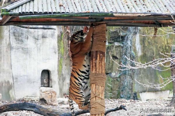 虎頭虎腦 虎虎生威 這波老虎表情包值得擁有
