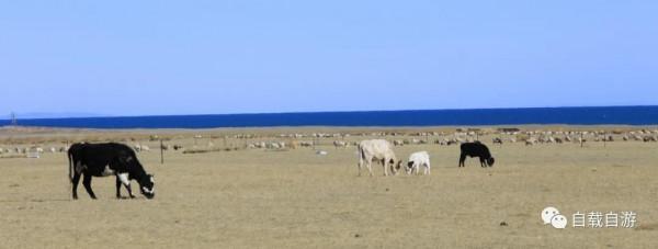 青海系列遊記:中國唯一以湖泊為名的省,青海湖到底有多迷人? 青海系列遊記:中國唯一以湖泊為名的省,青海湖到底有多迷人?
